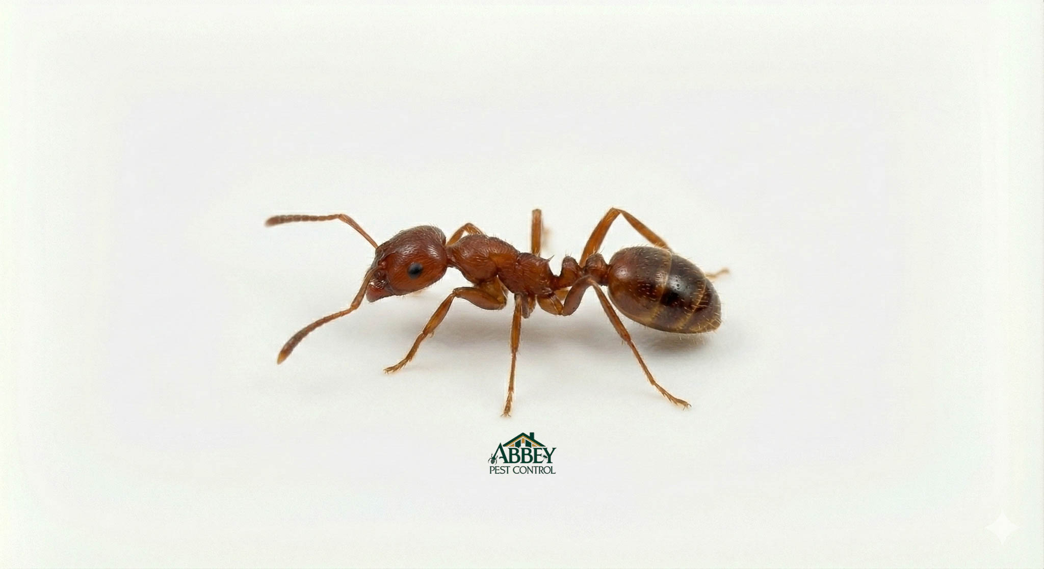A European fire ant.