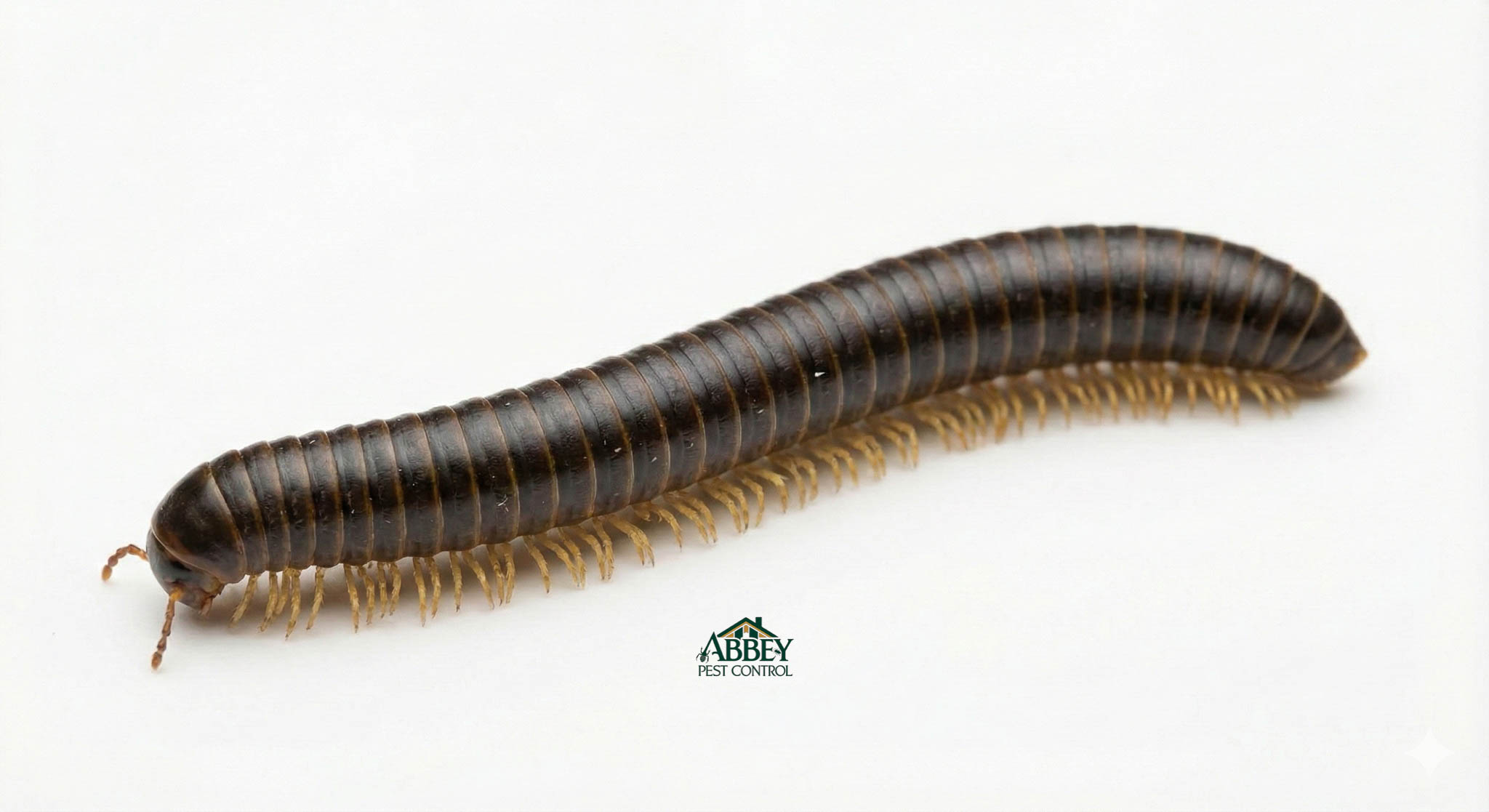 A millipede.