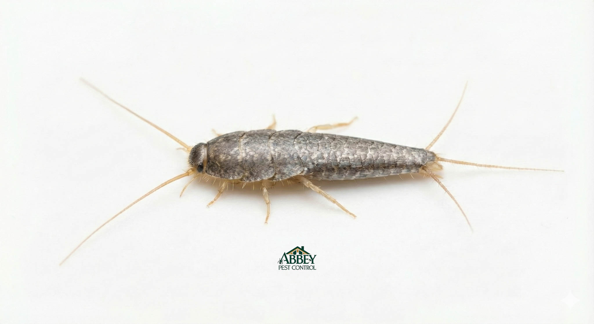 A silverfish.